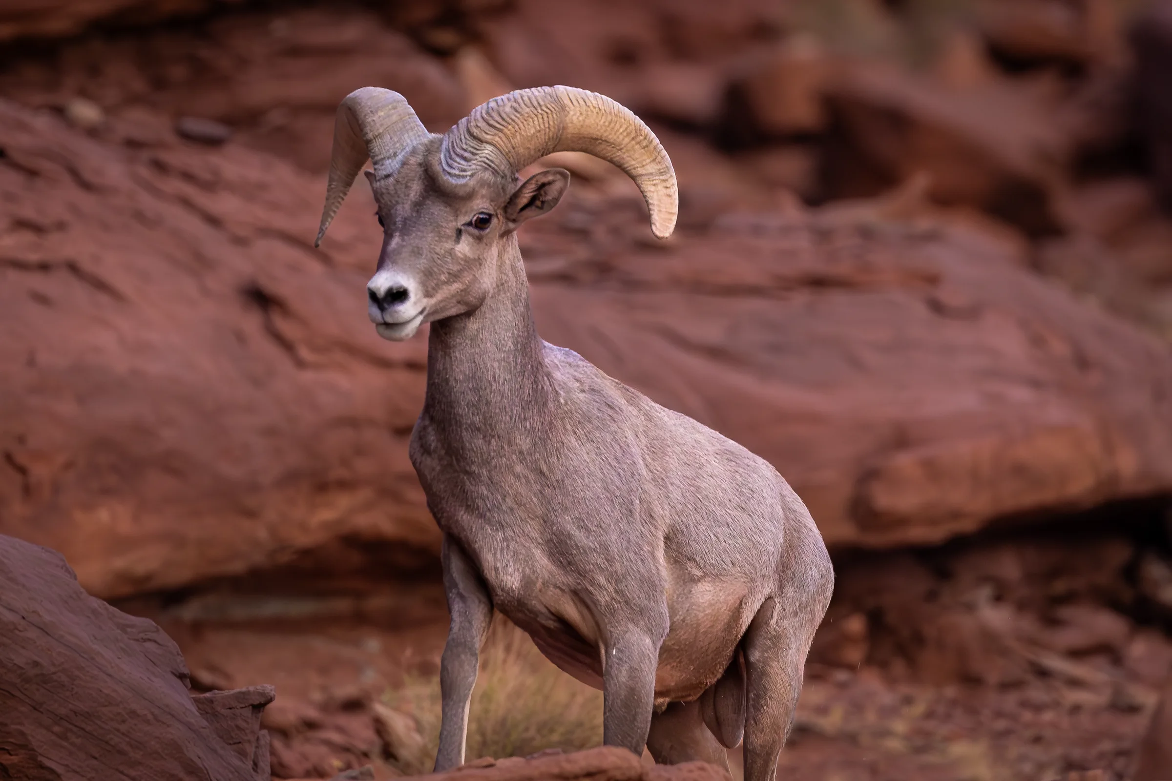 A desert bighorn sheep with large curled horns stands against a rocky background.